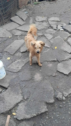 Mogli, kleiner Wuschel sucht sein Zuhause Bild 7