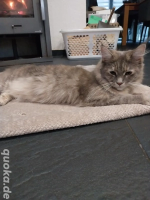 Maine Coon Katze
