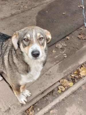 GANDALF - braucht ein eigenes Körbchen (wartet in Rumänien) Bild 2