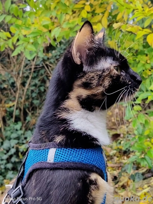 Gluckskatze(Lily) sucht ihr Glück