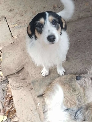 JACK - Traumzuhause gesucht (wartet in Rumänien) Bild 2