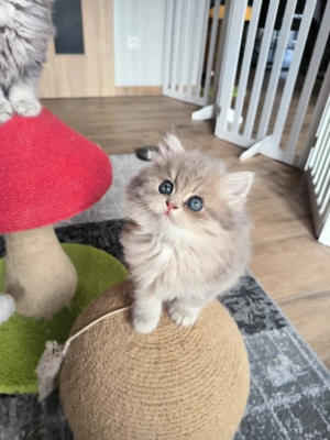 3 wunderschönen langhaarige BKH Kitten 