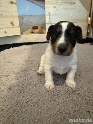    Eine süße Welpe (Rüden) suchen liebevolles Zuhause ab 12.12.