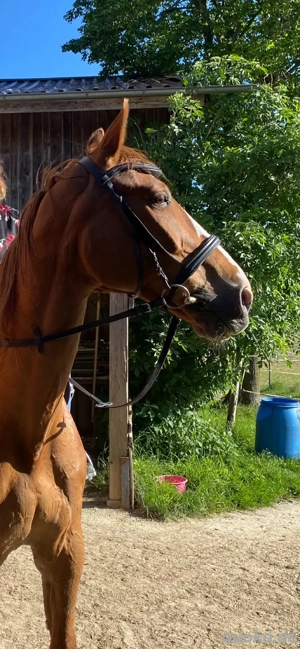 Reitbeteiligung zu vergeben 