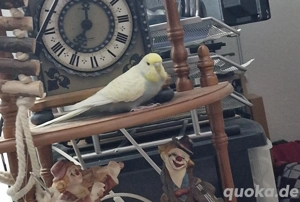 SUCHE Partner für meinen Wellensittich(2)