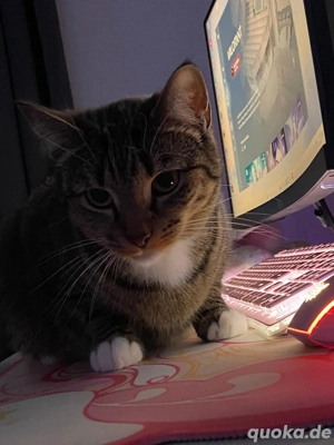 Katzen ab Januar 2026 abzugeben