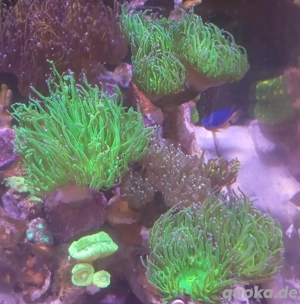 Euphyllia Glabrescens Toxic green 4 Köpfe abzugeben