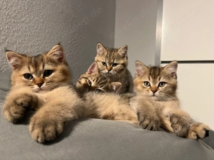 Bkh black golden silver shaded 