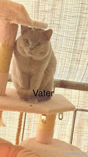 BKH Katzen Vater und Tochter