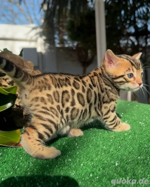 Bengalkätzchen (männlich und weiblich) suchen ein neues Zuhause