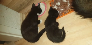 MaincoonMix Kitten ,  DRINGED günstig abzugeben 