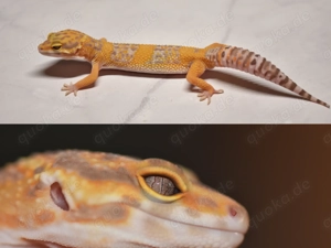 Leopardgecko 1.0 Tangerine Tremper Albino 