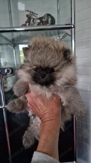 Zwergspitz   PomeraniaN Rüde in Liebe Hände zu geben 