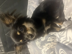 Reinrassige Langhaar Chihuahua Lilo Bild 2