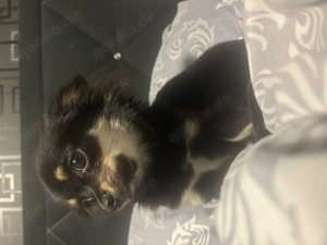 Reinrassige Langhaar Chihuahua Lilo Bild 3