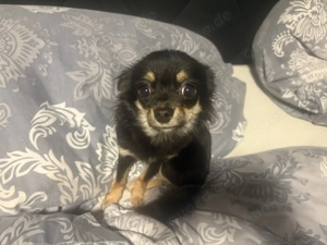 Reinrassige Langhaar Chihuahua Lilo Bild 4