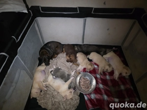 Hunde welpen 