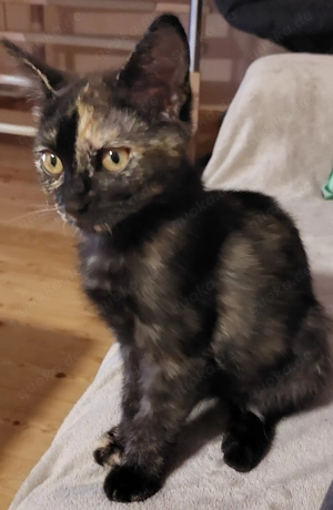 Ronja sucht Zuhause mit späterem Freigang !