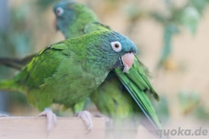 Blaukopfsittich Pärchen