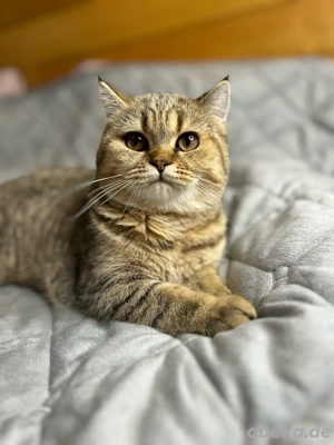 Kätzchen suchen neue Besitzer