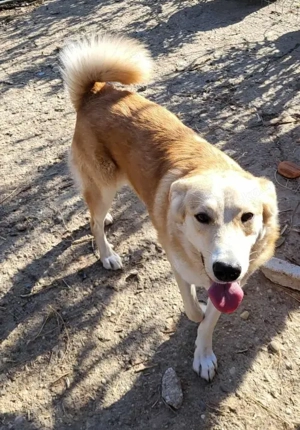 LENNI - bringt Lebensfreude ins Haus (wartet noch in Rumänien)