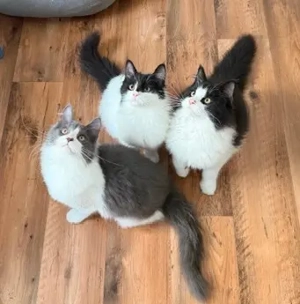 XXL Maine Coon Kitten suchen neues liebevolles Zuhause