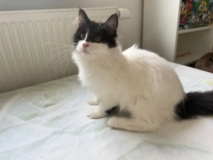 XXL Maine Coon Kitten suchen neues liebevolles Zuhause Bild 3