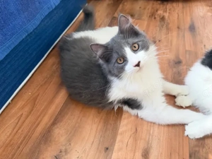 XXL Maine Coon Kitten suchen neues liebevolles Zuhause Bild 5