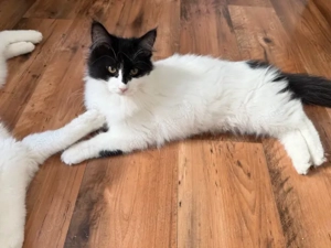 XXL Maine Coon Kitten suchen neues liebevolles Zuhause Bild 4