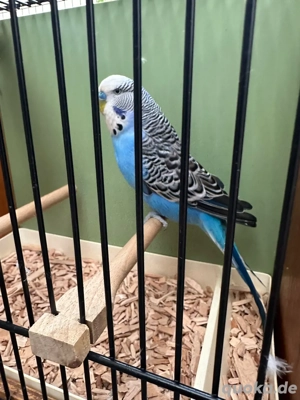 Schau Wellensittich Pärchen von 2025