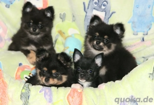 Pomchi Welpen Chihuahua Pomerania Zwergspitz