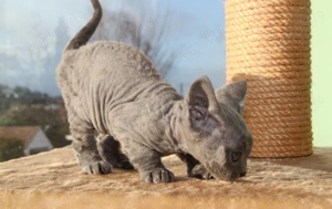 Prinzessin sucht neues Zuhause