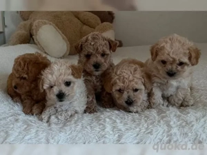 Wunderschöner kleinbleibender Maltipoo Bübchen