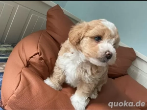 Süße Glücksbündel :) Maltipoo Welpen