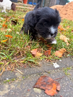 Havapoo x amerikanischer Dackel Mix