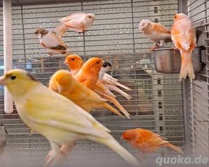 Kanarienvögel 