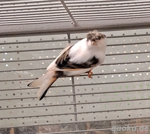 Kanarienvögel  Bild 3