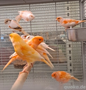 Kanarienvögel  Bild 2