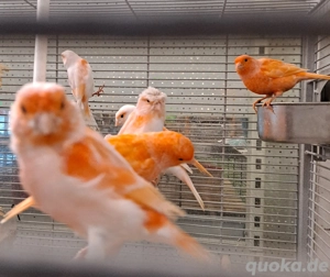 Kanarienvögel  Bild 4