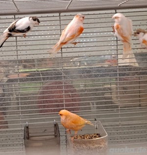 Kanarienvögel  Bild 5