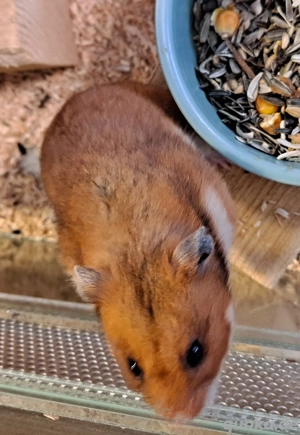 Gold- und Zwerghamster vom Hamsterladen Steinmann Bild 3