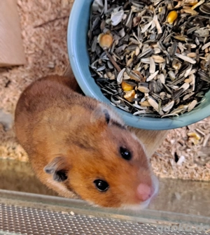 Gold- und Zwerghamster vom Hamsterladen Steinmann