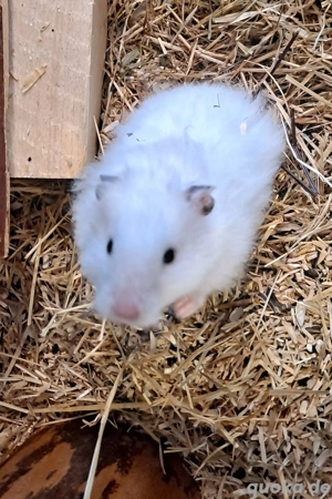 Gold- und Zwerghamster vom Hamsterladen Steinmann Bild 2