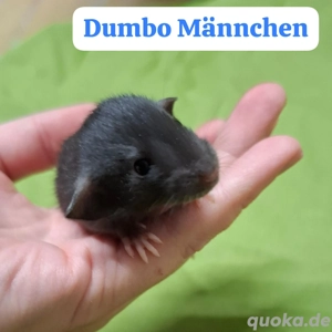 Junge Farbratten abzugeben! Warteliste möglich!