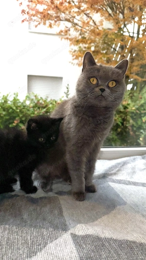 Britisch Kurzhaar Kitten (BKH) Smocked Tabby suchen liebevolles Zuhause ab 29.11.2025