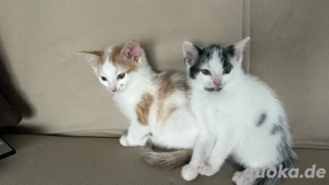 Süße Kätzchen suchen neues zu Hause * Bild 4