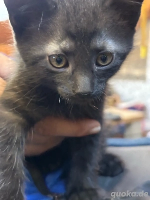    Letzte Chance! Wunderschöne Siam-Mix Kitten (12 Wochen) in 84130 Frauenbiburg