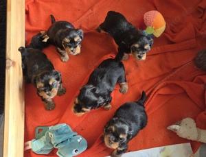 wunderschöne Yorkshire Terrier Welpen 