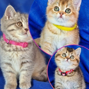 Bkh Kitten mit Stammbaum 