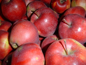 Alte Apfelsorten unbehandelt